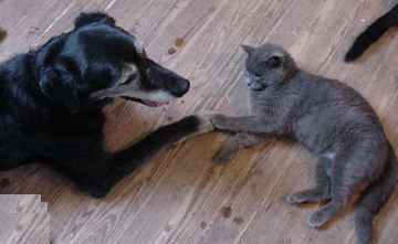 cat and dog hanging out